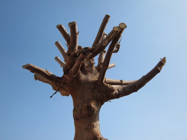 Why topping trees is bad!
