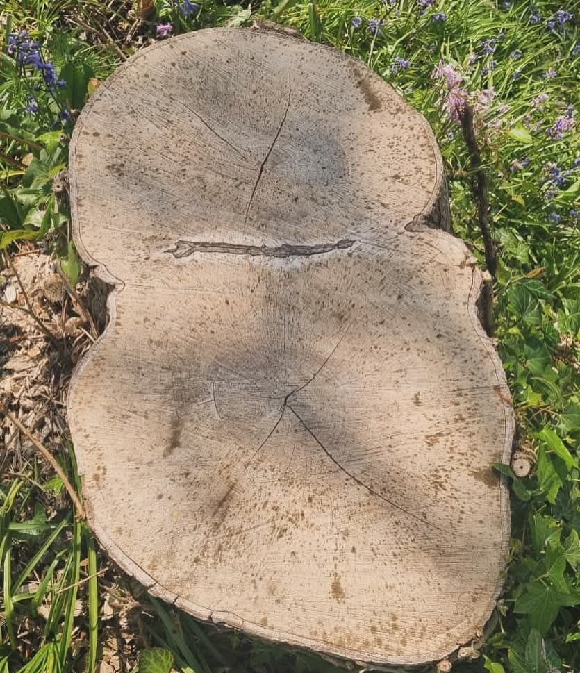 Cross-section of felled tree