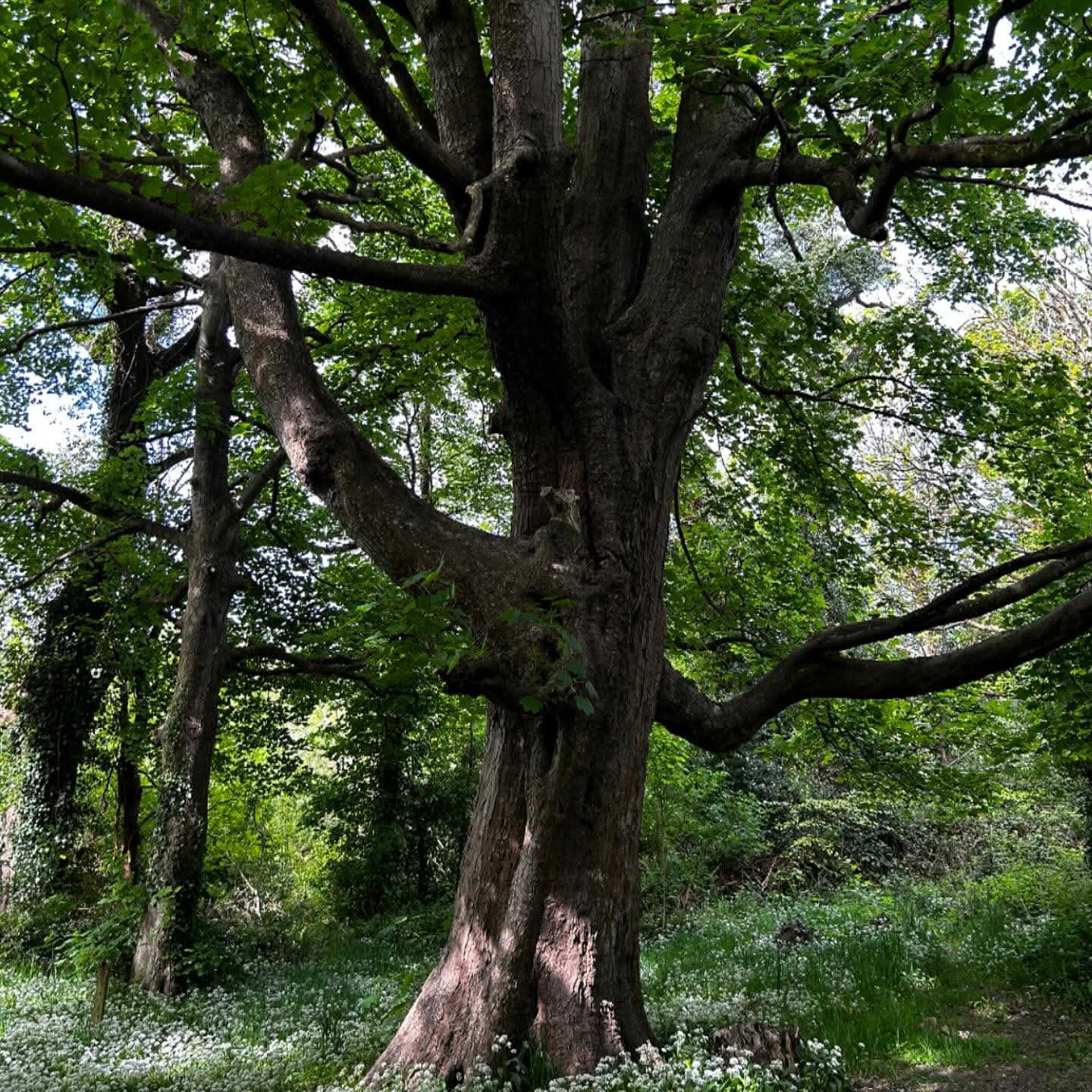 Veteran tree in woodland