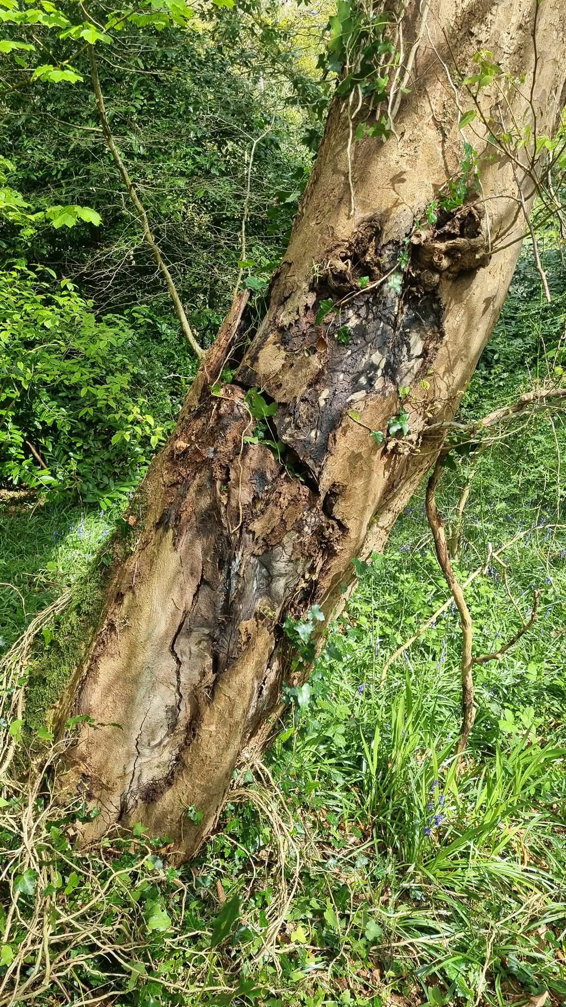 Veteran Tree Assessment