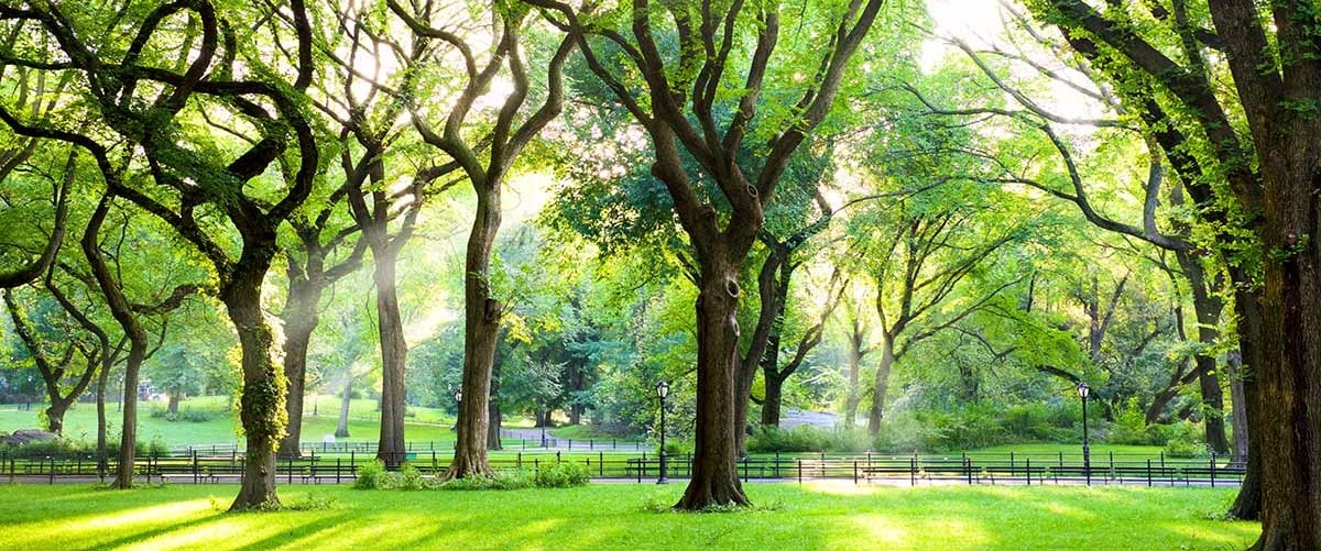 An elm sanctuary?