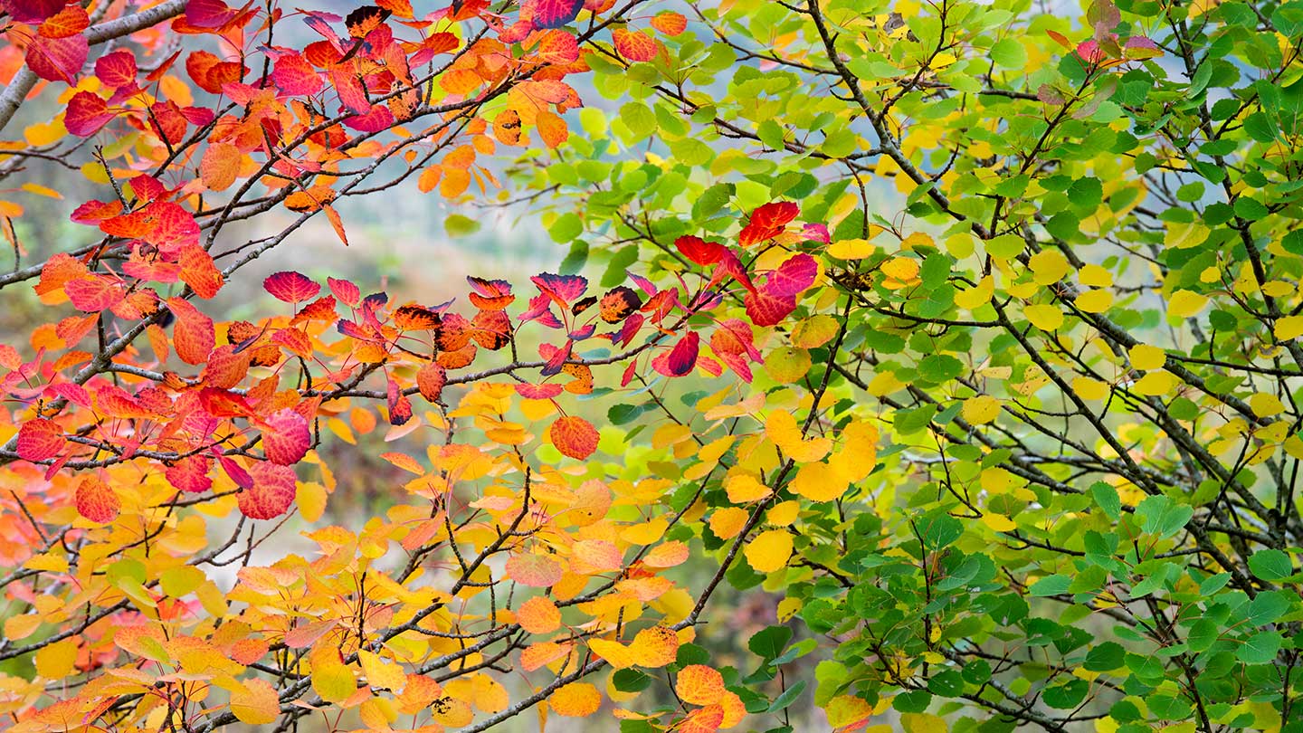 Applications For Tree Work – My Top Tips