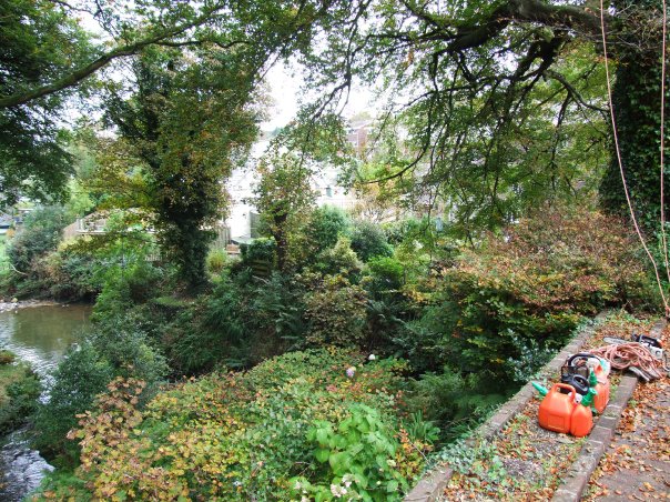 Beech Removal