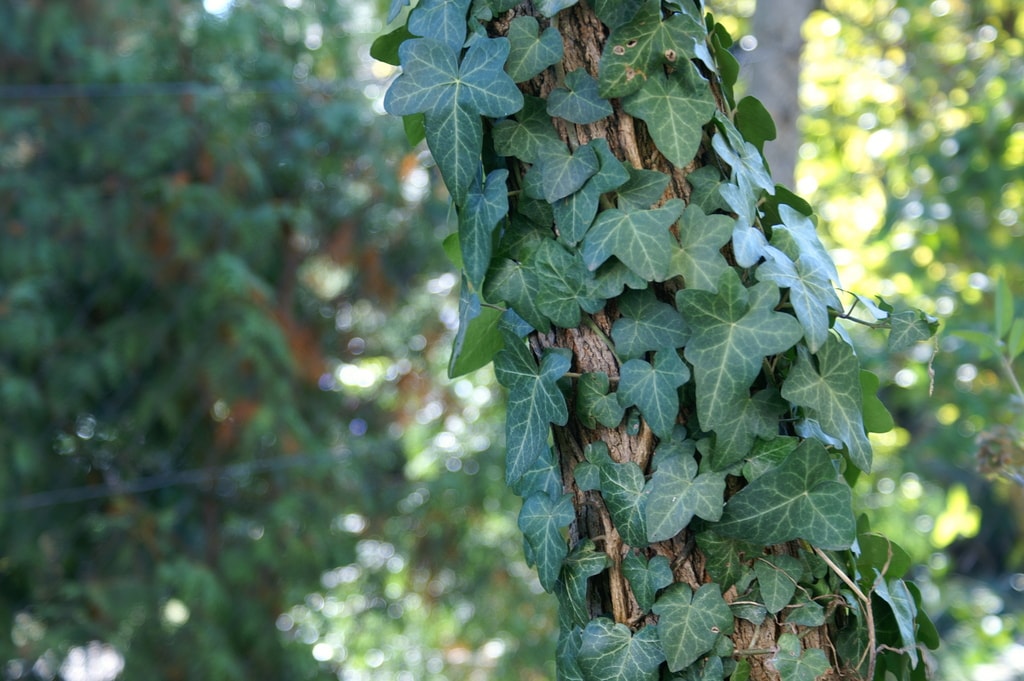 Ivy and Trees