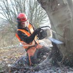 Lapsed Beech Hedge Removal