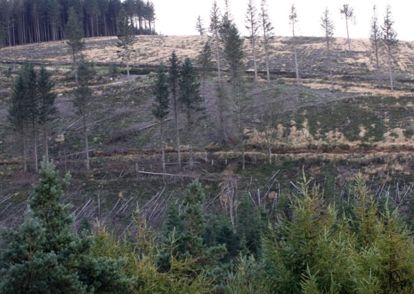 Loosing our Larch (Phytophthora Ramorum)
