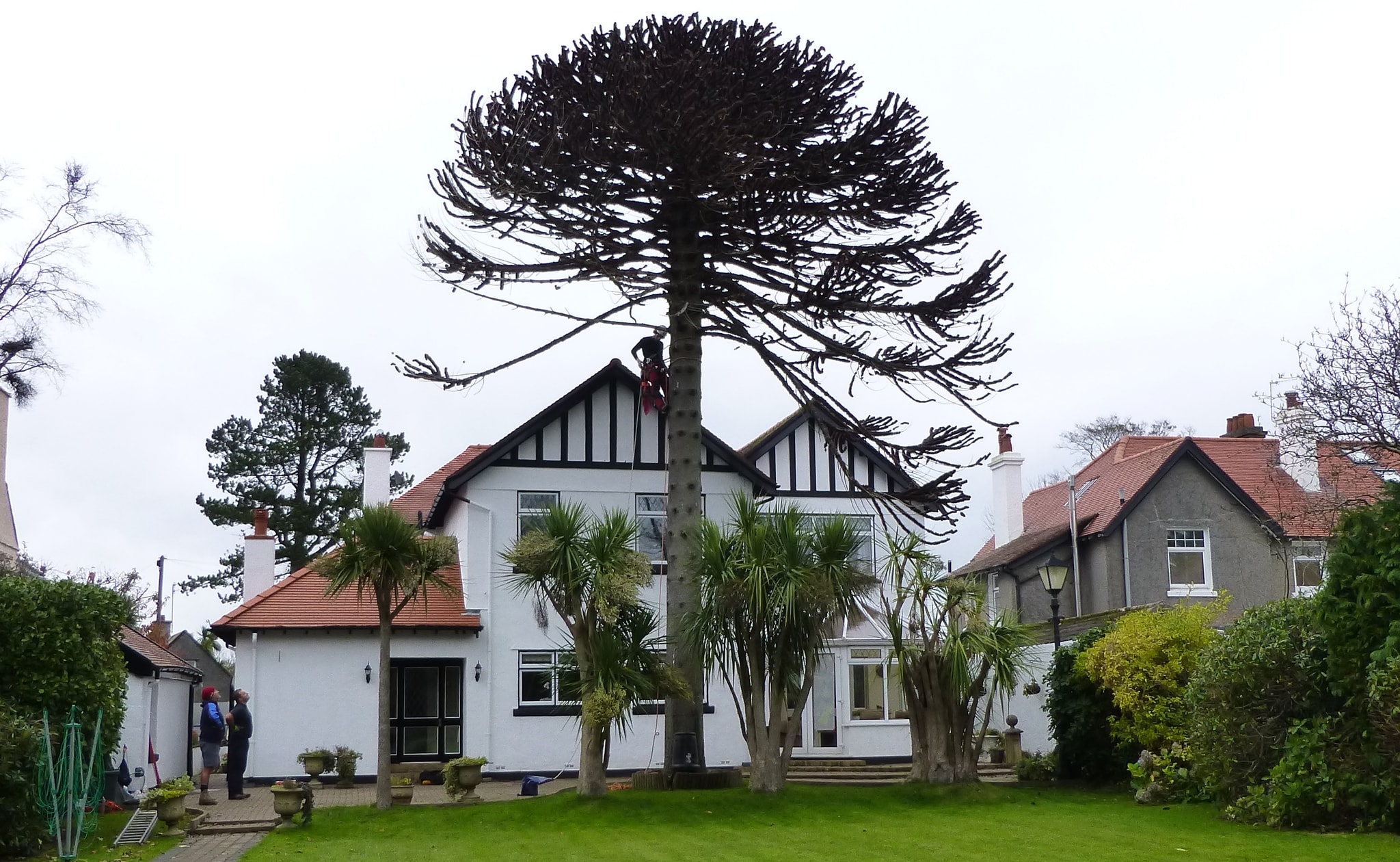 Dead Monkey Puzzle Removal
