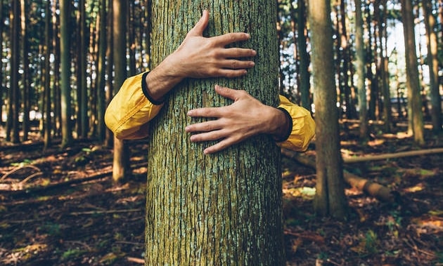 Statutory Tree Protection – Time for a Rethink?