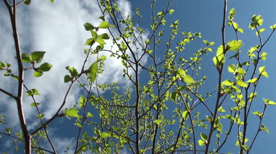 Choosing and planting a tree