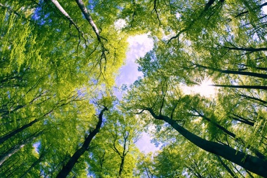 Trees and CO2