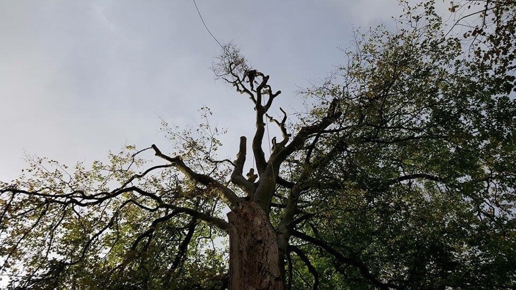 Veteran Beech Crown Reduction