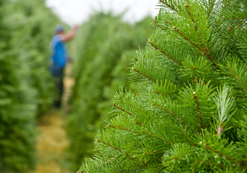Why a Real Christmas Tree is Better