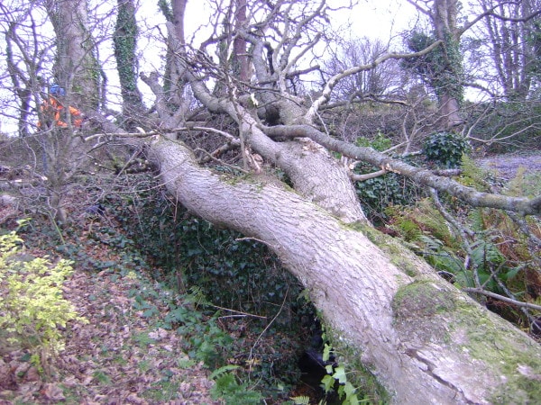 Why trees fail