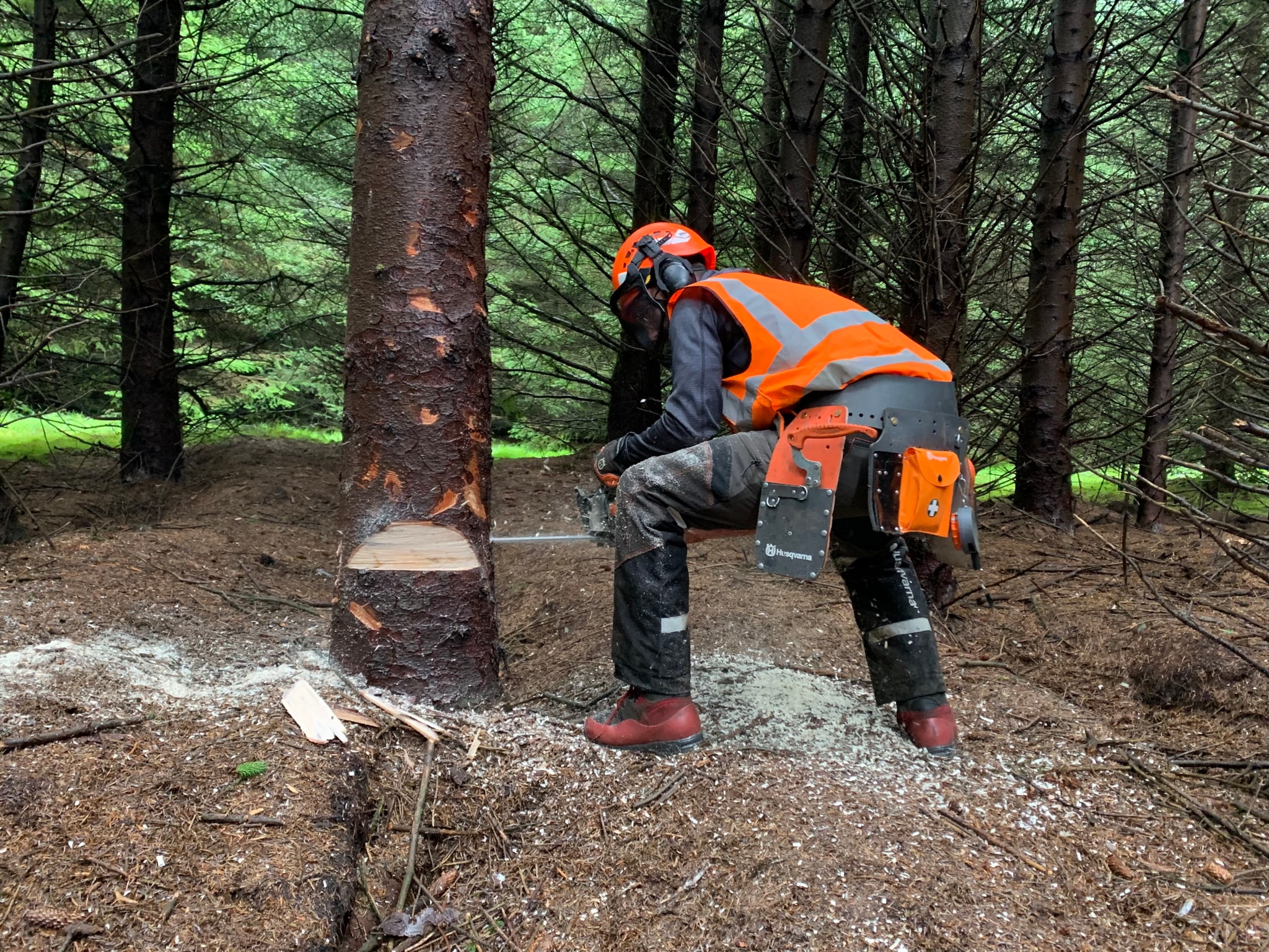 5-Day Chainsaw Maintenance and Felling Small Tree