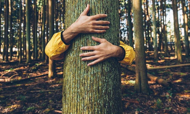 Tagutoy Tree Statutory Tree Protection – Time for a Rethink? | Manx Roots