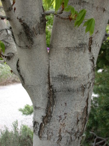 Fig 2. Included Bark